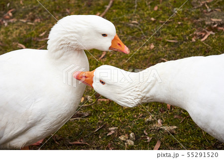 Two white geese on a green lawn Two white geese on a green lawn 55291520