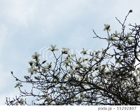 Magnolia denudata during flowering. Spring 55292807