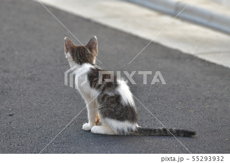 野良猫の子猫の後ろ姿 55293932