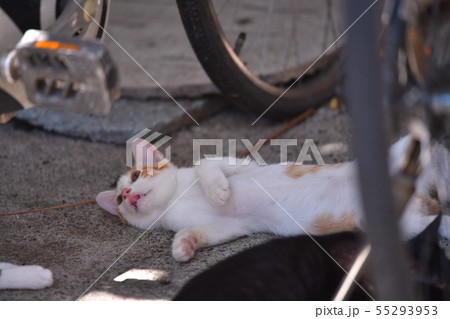 下の歯と舌を出す幽霊にゃんの写真素材