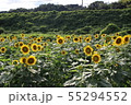 ひまわり 55294552