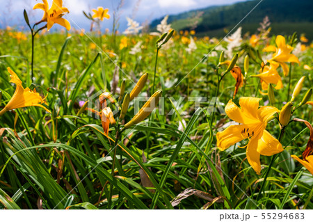（長野県）ニッコウキスゲ咲く、夏の霧ヶ峰高原 55294683