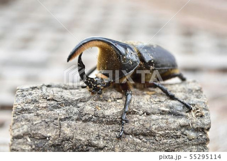 ボリビアサタンオオカブト ボリビアサタンオオカブト 55295114