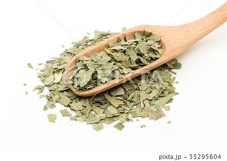 ニームの葉、ニームリーフ:Neem leaf ニームの葉、ニームリーフ:Neem leaf 55295604