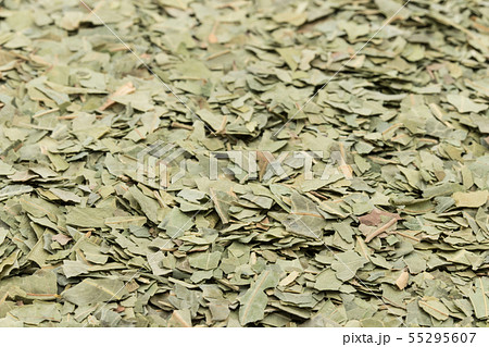 ニームの葉、ニームリーフ:Neem leaf ニームの葉、ニームリーフ:Neem leaf 55295607