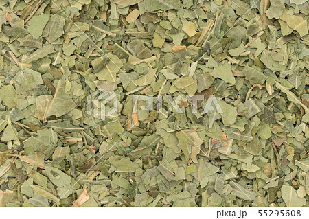 ニームの葉、ニームリーフ:Neem leaf ニームの葉、ニームリーフ:Neem leaf 55295608