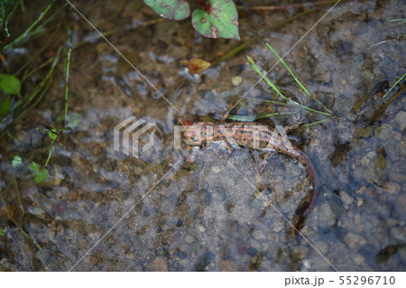 色素異常のイモリ 55296710