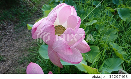 蓮の花(薄ピンク) 蓮の花(薄ピンク) 55297468