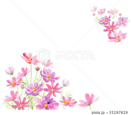 コスモスの花の水彩イラストで装飾した背景 メッセージカードのイラスト素材