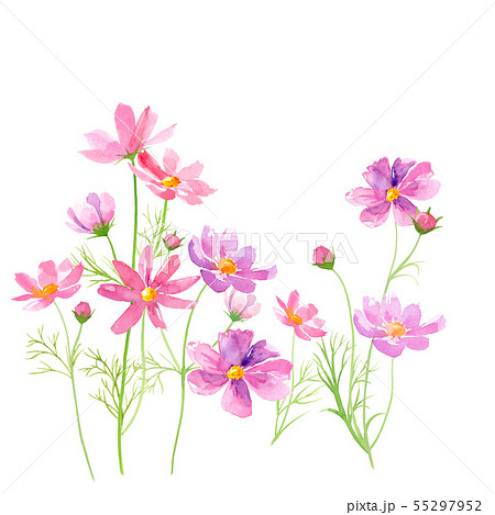 ピンクのコスモスの花の水彩イラストのイラスト素材 55297952 Pixta