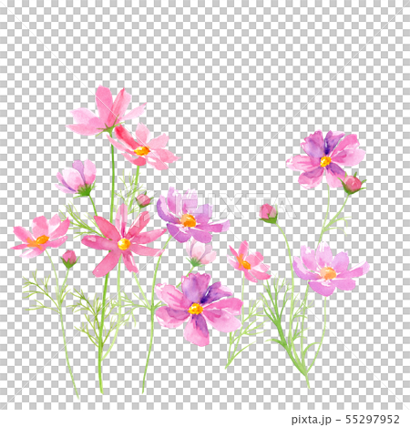 ピンクのコスモスの花の水彩イラストのイラスト素材