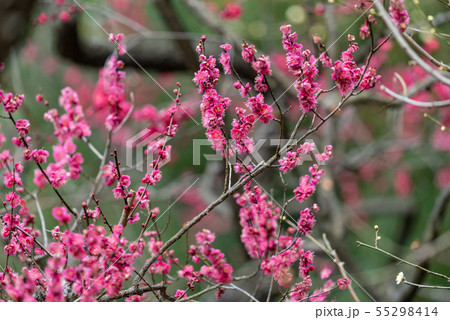 ピンク色の満開の梅の花 55298414