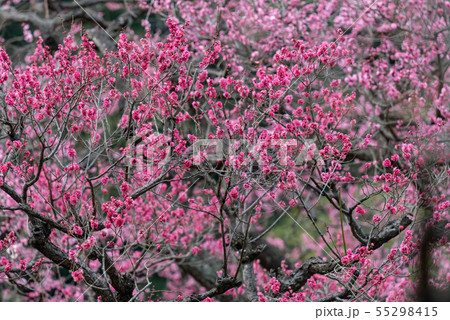 ピンク色の満開の梅の花 ピンク色の満開の梅の花 55298415