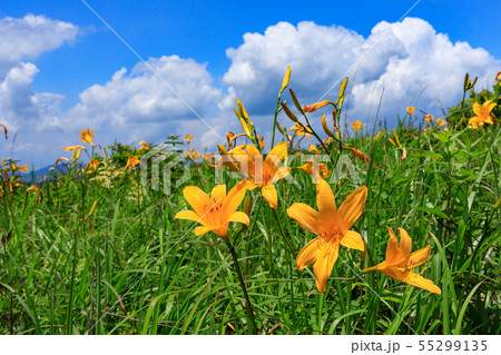 霧ヶ峰のニッコウキスゲ（長野県） 55299135