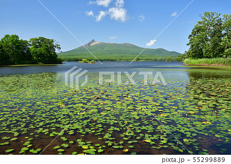 快晴の北海道七飯町大沼公園で湖面に浮かぶ蓮と駒ヶ岳の夏の風景を撮影 55299889