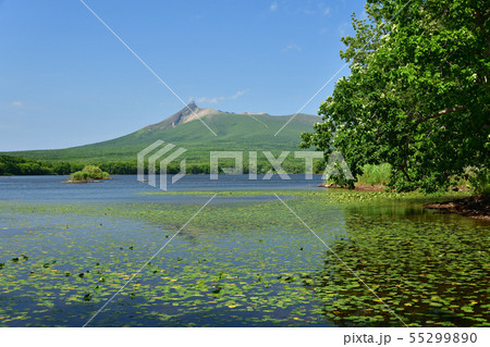 快晴の北海道七飯町大沼公園で湖面に浮かぶ蓮と駒ヶ岳の夏の風景を撮影 快晴の北海道七飯町大沼公園で湖面に浮かぶ蓮と駒ヶ岳の夏の風景を撮影 55299890