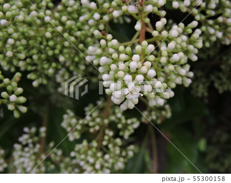 サンゴジュの花 55300158