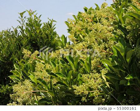 サンゴジュの蕾 55300161