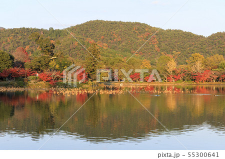 京都・大覚寺・大沢池・秋・紅葉 55300641