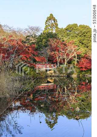 京都・大覚寺・大沢池・秋・紅葉 55300648