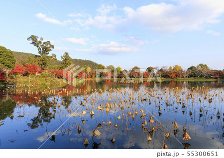 京都・大覚寺・大沢池・秋・紅葉 京都・大覚寺・大沢池・秋・紅葉 55300651