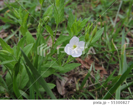 アカバナユウゲショウの白い花 アカバナユウゲショウの白い花 55300827