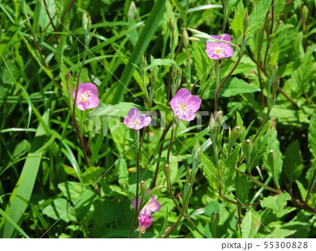 アカバナユウゲショウ 55300828