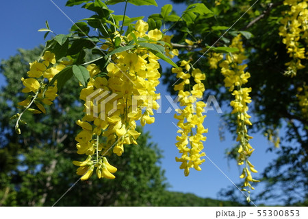 キングサリ　黄花藤 55300853