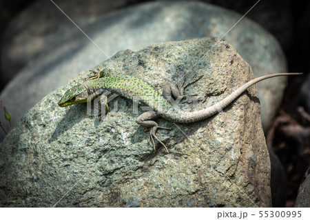 The lizard Lacerta viridis sits on a stone 55300995