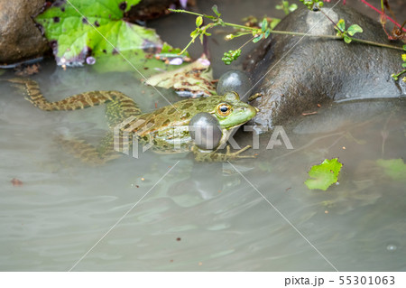 A large green frog sits in water A large green frog sits in water 55301063