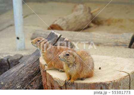 プレリードッグ 55301773