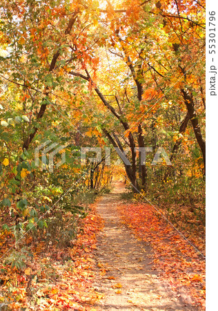 Road in autumn forest Road in autumn forest 55301796