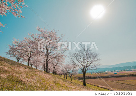 Beautiful cherry blossom or sakura in spring time Beautiful cherry blossom or sakura in spring time 55301955
