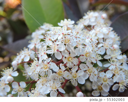 カナメモチの花 55302003