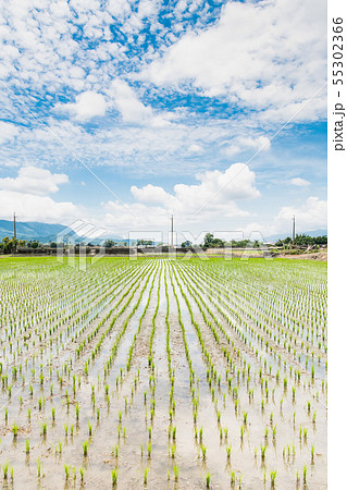 天空の鏡、タンボ たんぼ 稲、初夏の稲畑、青い空の下の田んぼ、 台湾台東池、台湾観光地 天空の鏡、タンボ たんぼ 稲、初夏の稲畑、青い空の下の田んぼ、 台湾台東池、台湾観光地 55302366