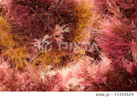 テングサ 55303629