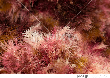 テングサ 55303635