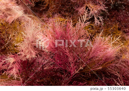 テングサ 55303640