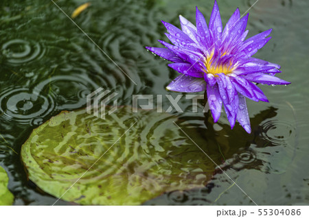 蓮 風景 凧 55304086