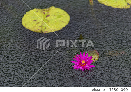 風景 凧 蓮 55304090