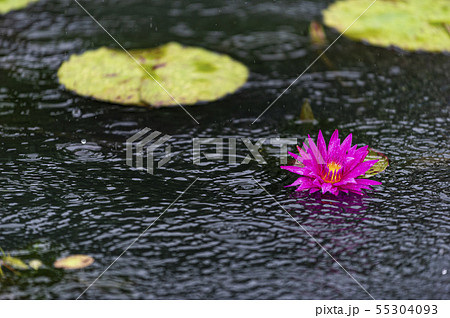 蓮 風景 凧 55304093