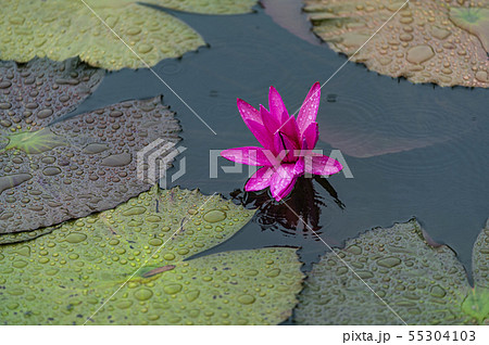 蓮 風景 凧 55304103