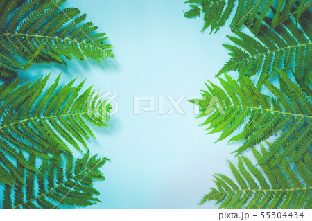 Leaves of fern on pastel blue background. Leaves of fern on pastel blue background. 55304434