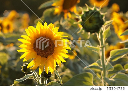 Sunflower - Helianthus annuus in the field at dusk Sunflower - Helianthus annuus in the field at dusk 55304726