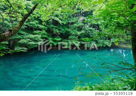 平出の泉と新緑 55305119