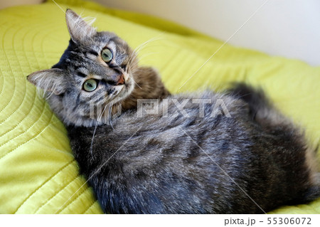 Black and grey cat looking up with a curious face Black and grey cat looking up with a curious face 55306072