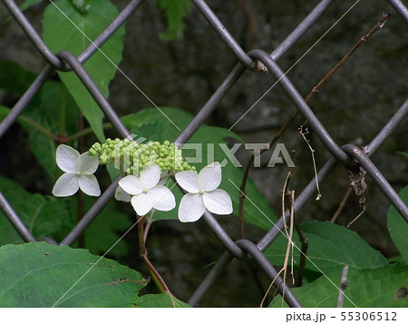 フェンス越しのタマアジサイ 55306512