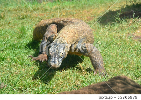 ホノルル動物園 コモドドラゴン ホノルル動物園 コモドドラゴン 55306979
