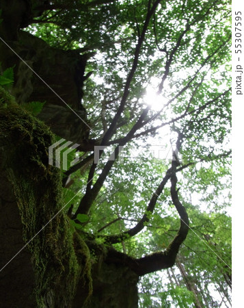厳立渓谷　不思議の森 55307595