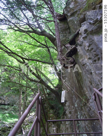厳立渓谷　癒しの森 55307596